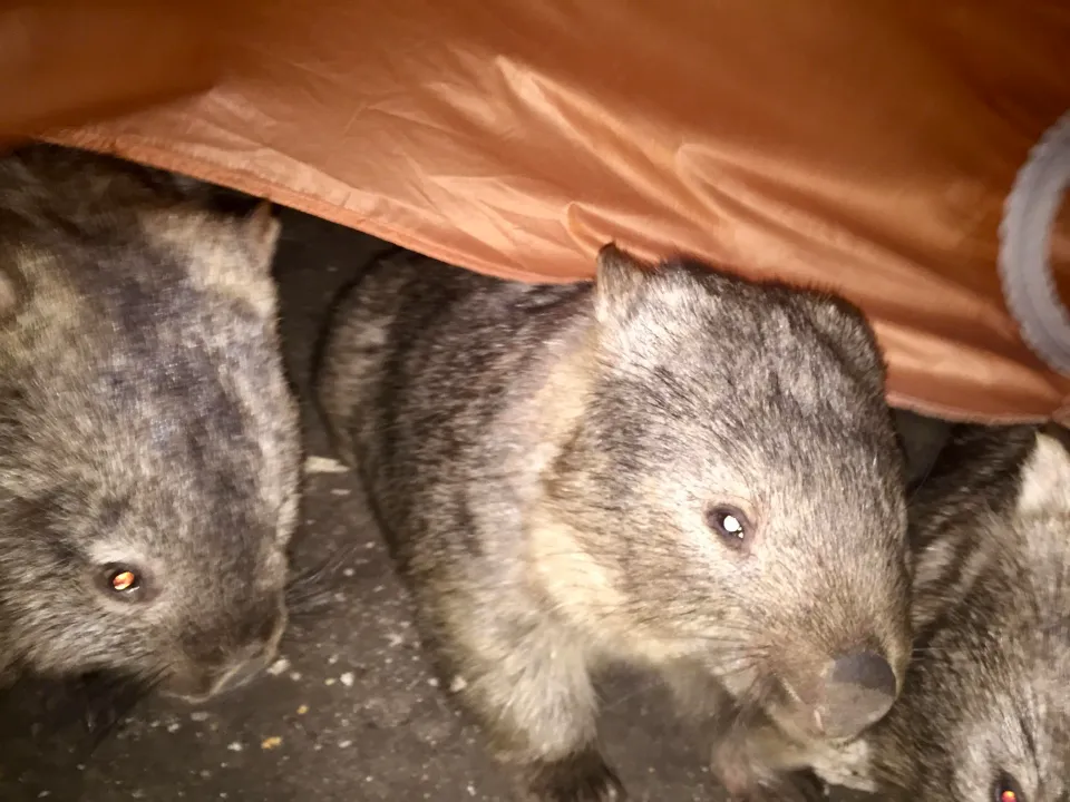 Tales of wombats & a possum.